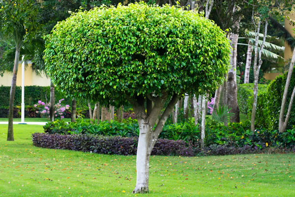 Tree Shaping Leicester