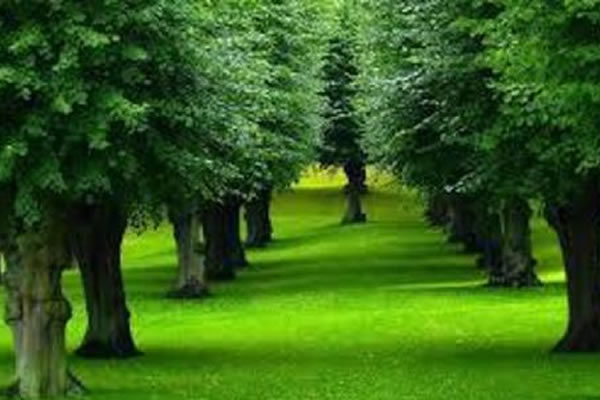 Tree Shaping Leicester