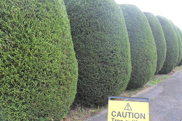 Tree Shaping Leicester